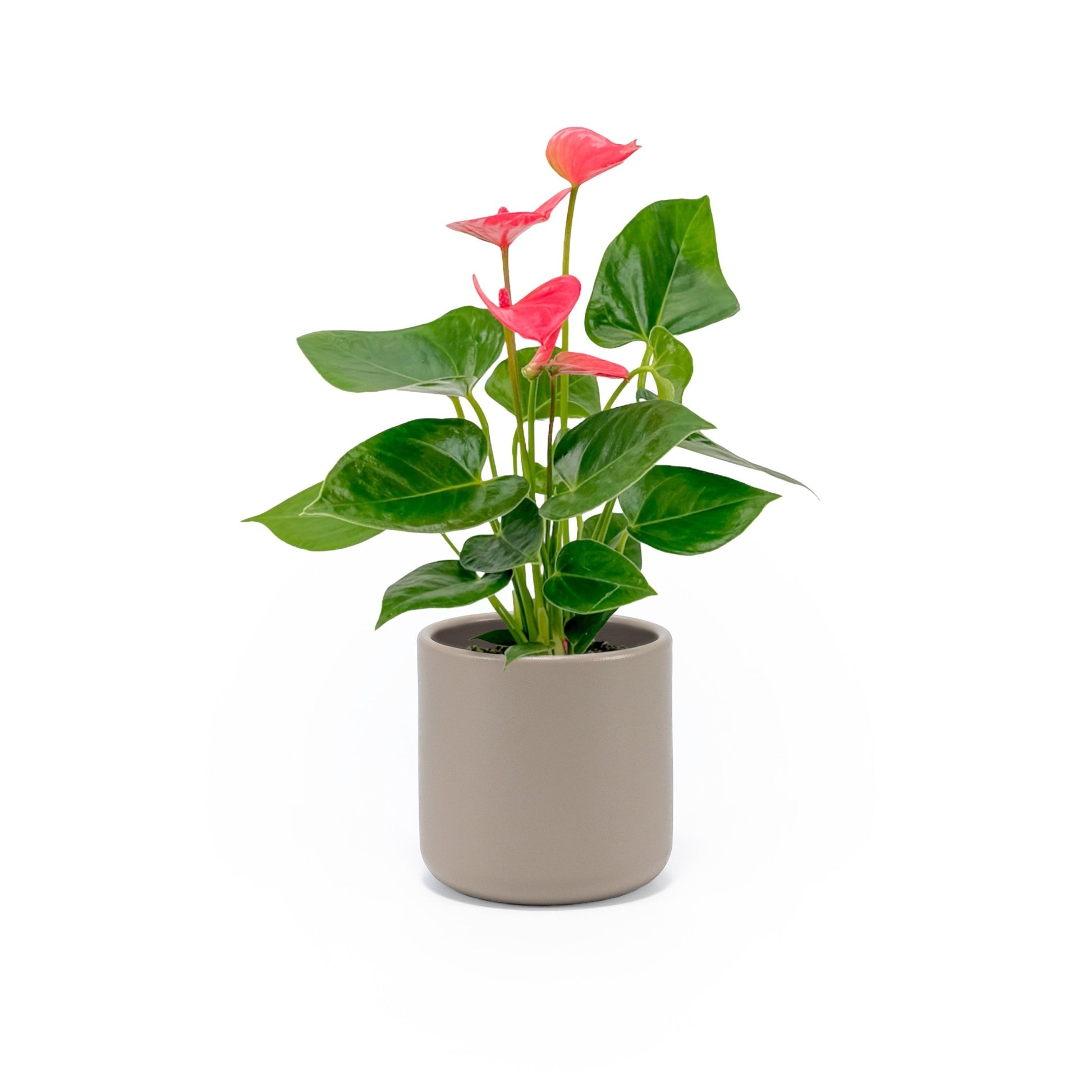 Anthurium 9cm Champion Mixed Colours in Cambridge Ceramic - Flowering The Horti House