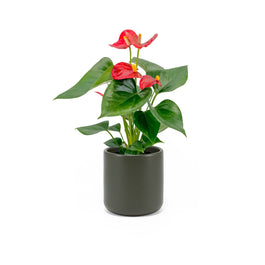 Anthurium 9cm Champion Mixed Colours in Cambridge Ceramic - Flowering The Horti House