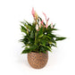 Anthurium 12cm Lilli in Artisan No.1 Ceramic - Flowering The Horti House