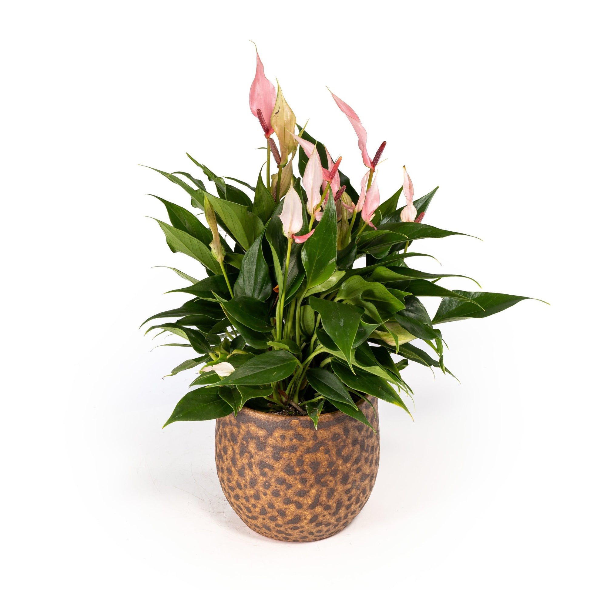 Anthurium 12cm Lilli in Artisan No.1 Ceramic - Flowering The Horti House