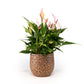 Anthurium 12cm Lilli in Artisan No.1 Ceramic - Flowering The Horti House