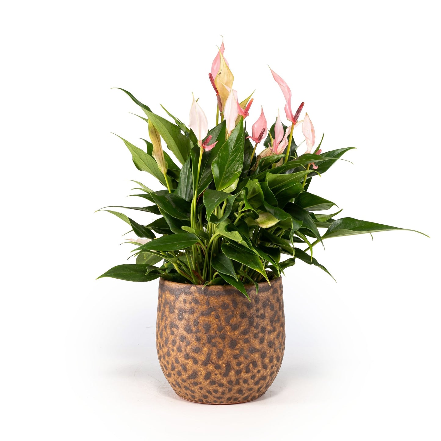 Anthurium 12cm Lilli in Artisan No.1 Ceramic - Flowering The Horti House