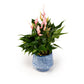 Anthurium 12cm Lilli in Artisan No.5 Ceramic - Flowering The Horti House