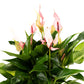 Anthurium 12cm Lilli in Artisan No.1 Ceramic - Flowering The Horti House