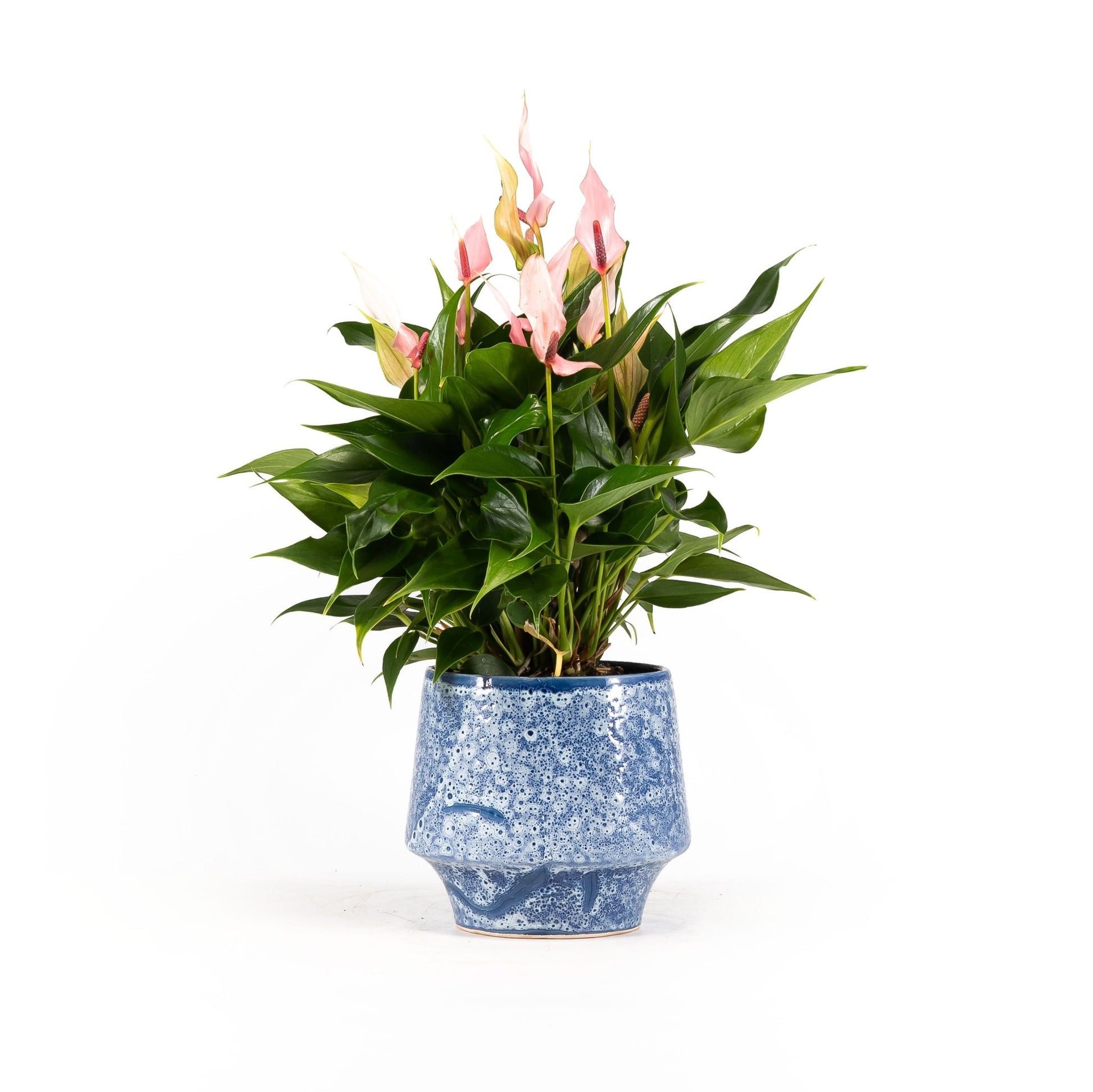 Anthurium 12cm Lilli in Artisan No.5 Ceramic - Flowering The Horti House