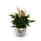 Anthurium 12cm Lilli in Ribbed Glass - Flowering The Horti House