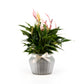 Anthurium 12cm Lilli in Ribbed Glass - Flowering The Horti House