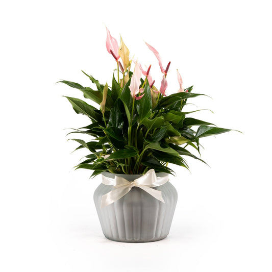 Anthurium 12cm Lilli in Ribbed Glass - Flowering The Horti House