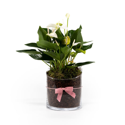 Anthurium 12cm Mix In Glass Planter - Flowering The Horti House
