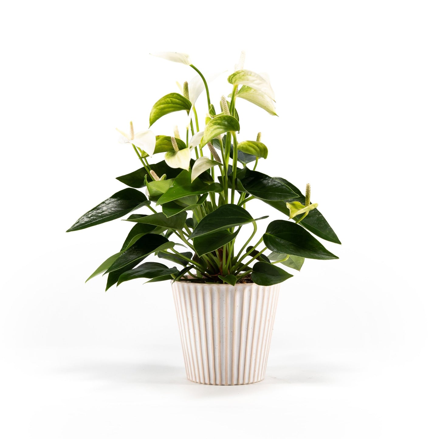 Anthurium 12cm Mix in Hampshire Ceramic - Flowering The Horti House