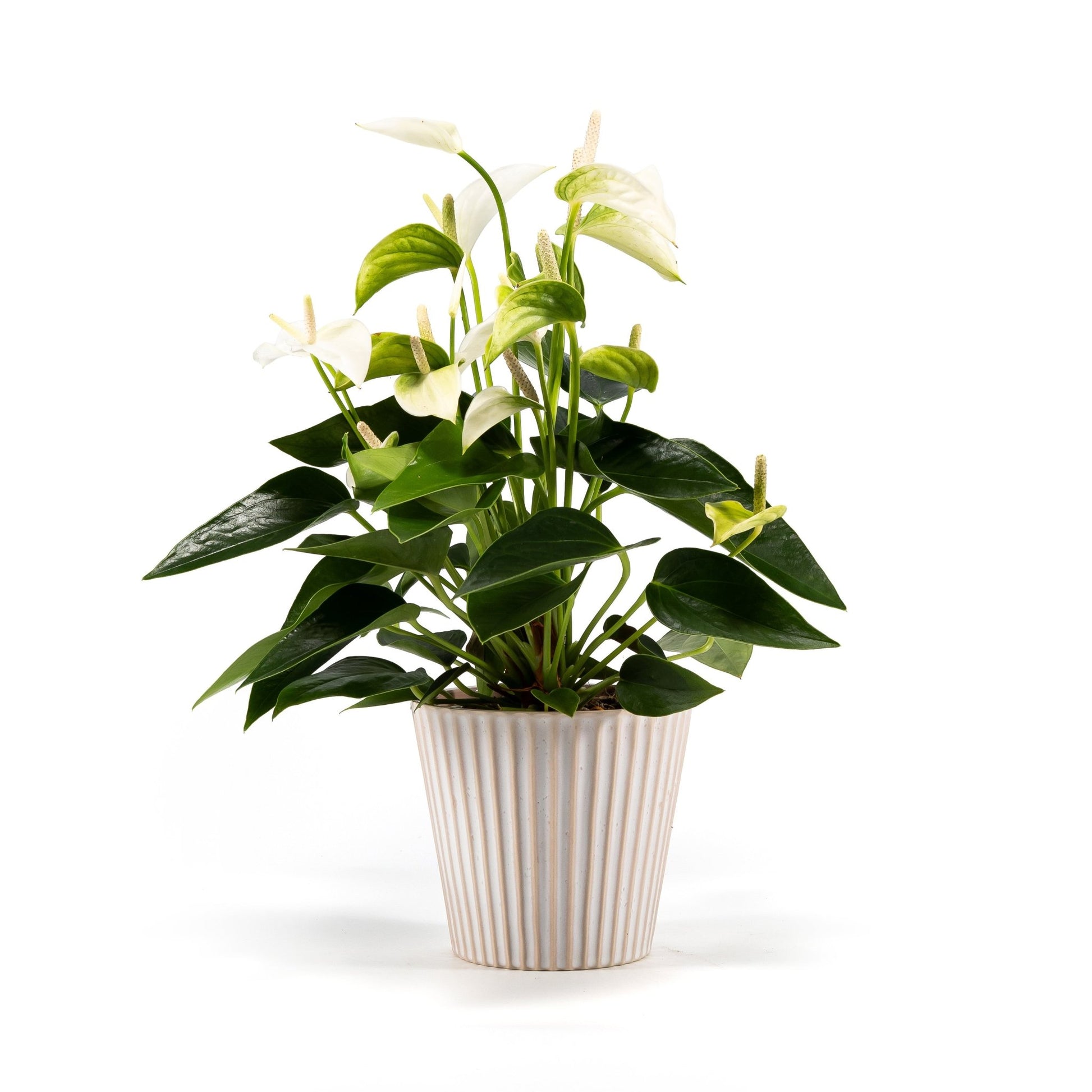 Anthurium 12cm Mix in Hampshire Ceramic - Flowering The Horti House