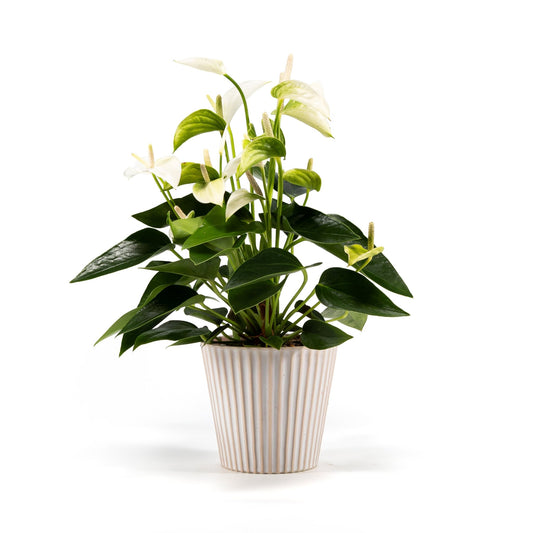 Anthurium 12cm Mix in Hampshire Ceramic - Flowering The Horti House