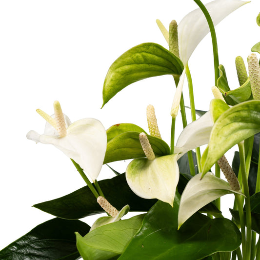 Anthurium 12cm Mix in Hampshire Ceramic - Flowering The Horti House