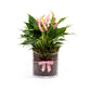 Anthurium 12cm 'Lilli' In Glass Planter - AYR - Flowering The Horti House