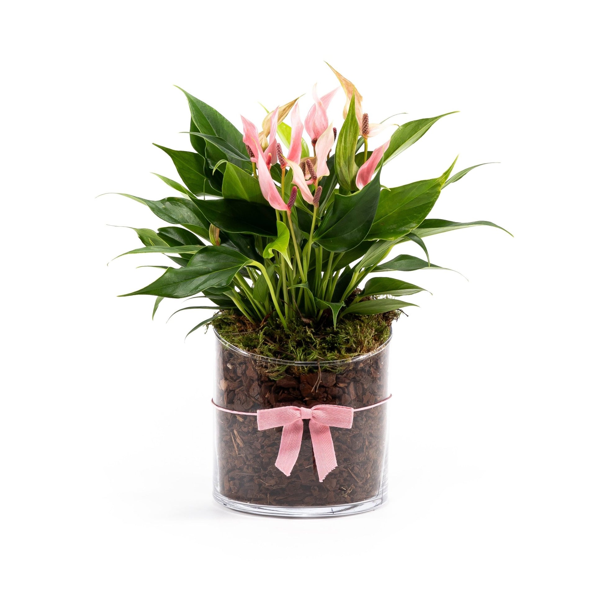 Anthurium 12cm 'Lilli' In Glass Planter - AYR - Flowering The Horti House