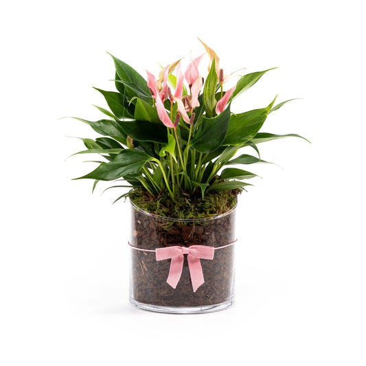 Anthurium 12cm 'Lilli' In Glass Planter - AYR - Flowering The Horti House