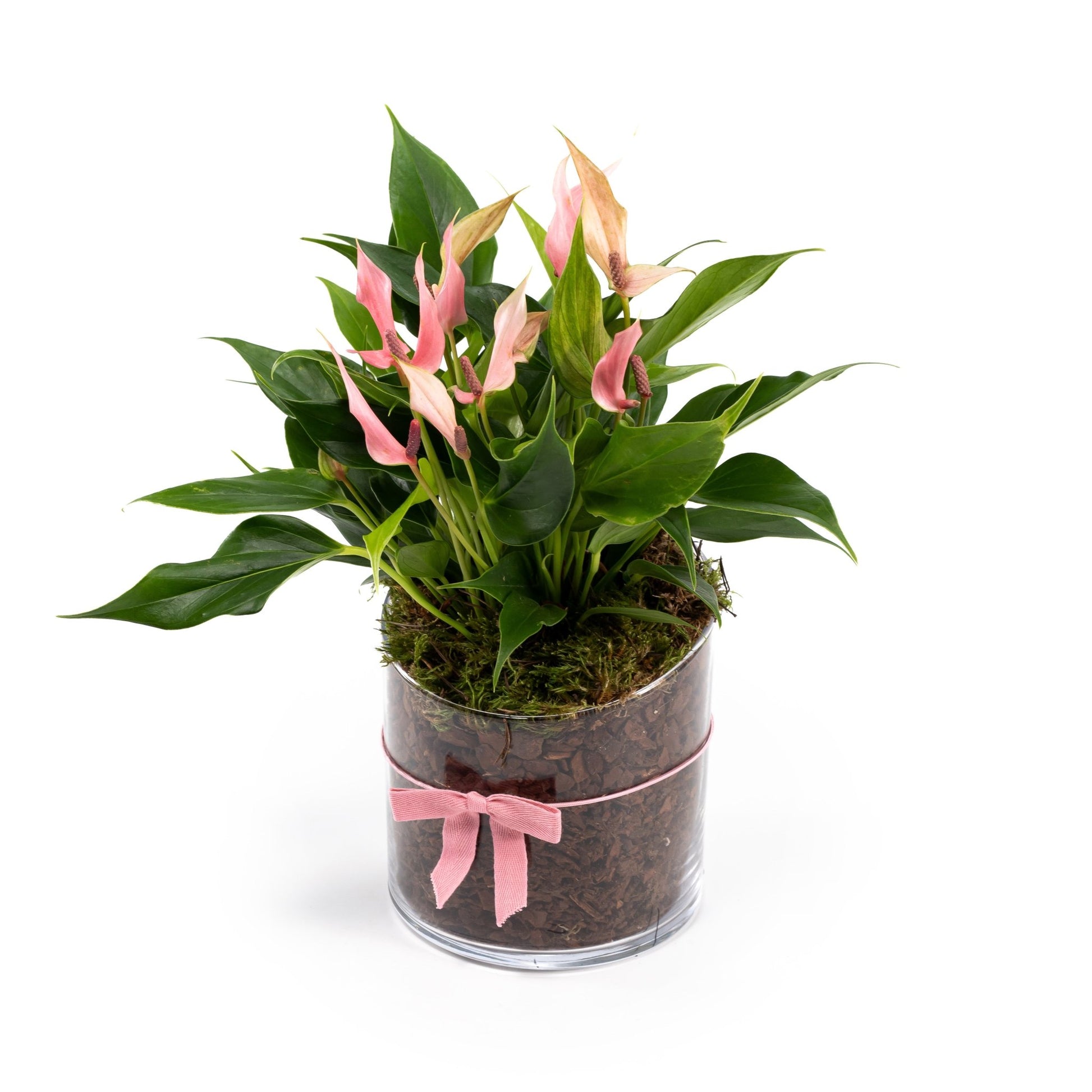 Anthurium 12cm 'Lilli' In Glass Planter - AYR - Flowering The Horti House