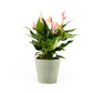Anthurium 12cm Lilli in Hampshire Ceramic - Flowering The Horti House