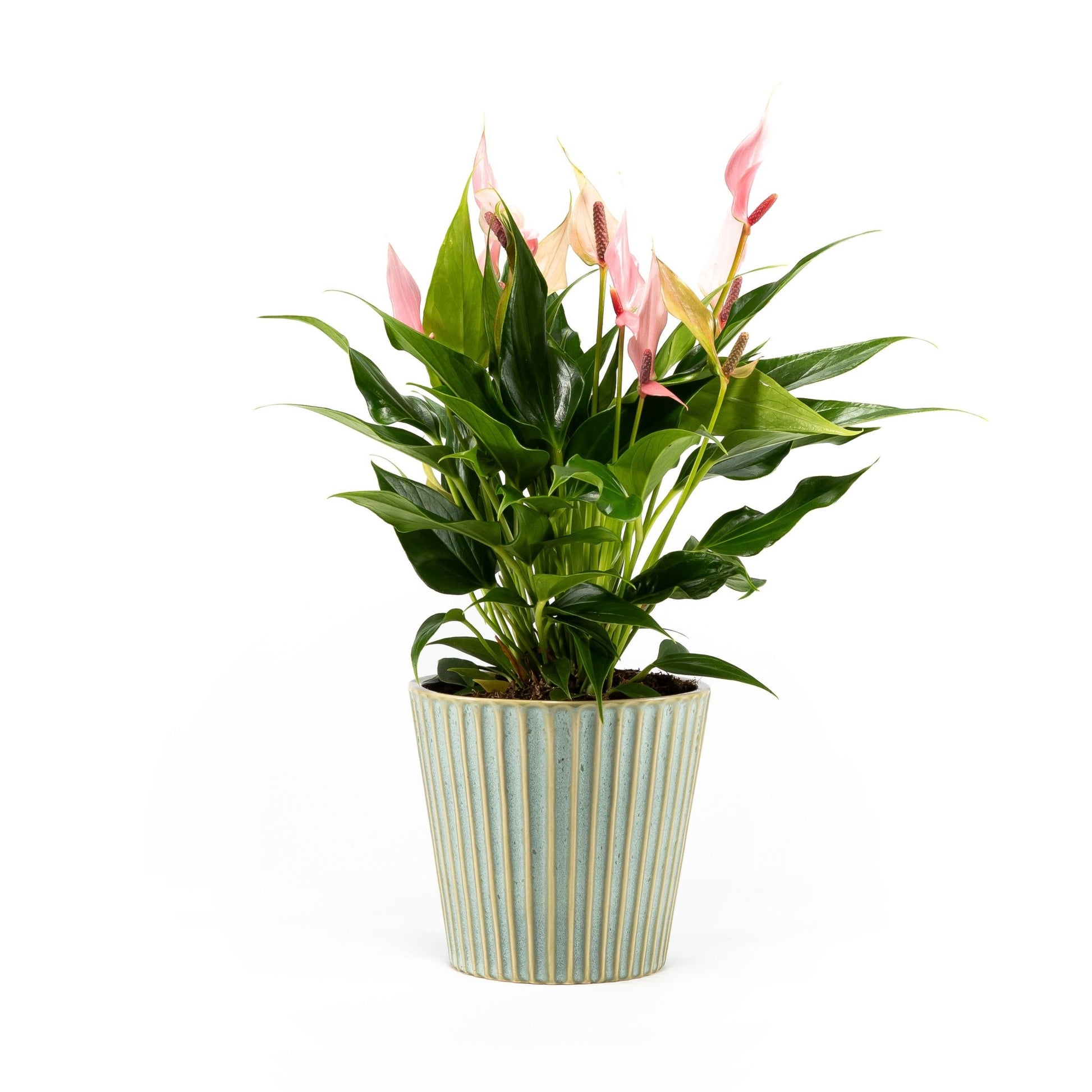 Anthurium 12cm Lilli in Hampshire Ceramic - Flowering The Horti House