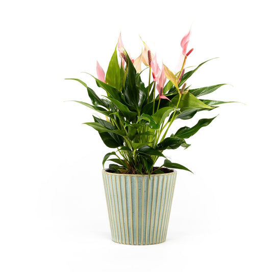 Anthurium 12cm Lilli in Hampshire Ceramic - Flowering The Horti House