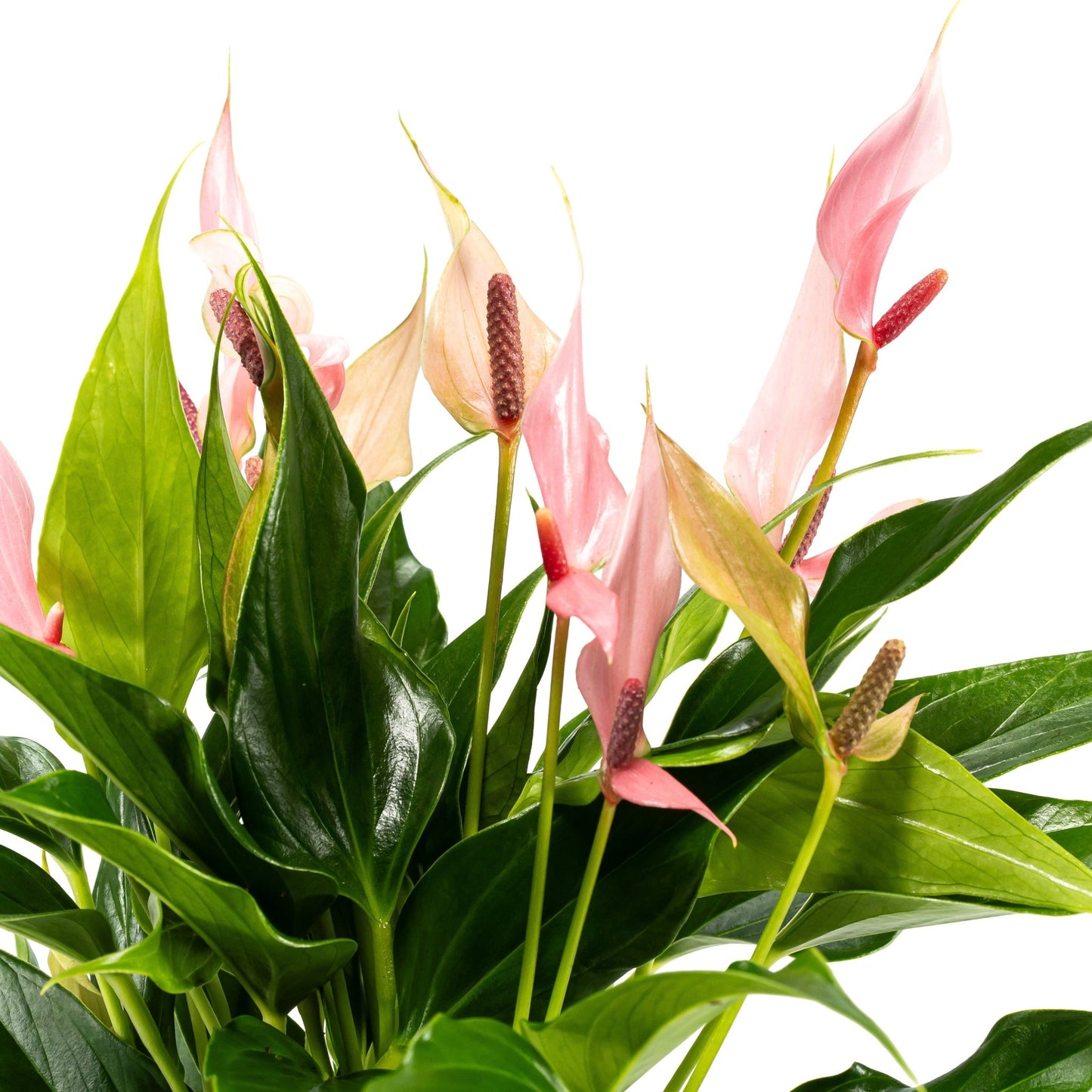 Anthurium 12cm Lilli in Hampshire Ceramic - Flowering The Horti House
