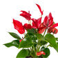 Anthurium 12cm in Artisan Ceramic - Flowering The Horti House