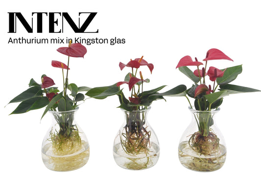 Anthurium 12cm in Kingston glass - Planted Arrangements The Horti House