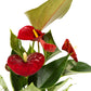 Anthurium 9cm Mix in Hampshire Ceramic - Flowering The Horti House