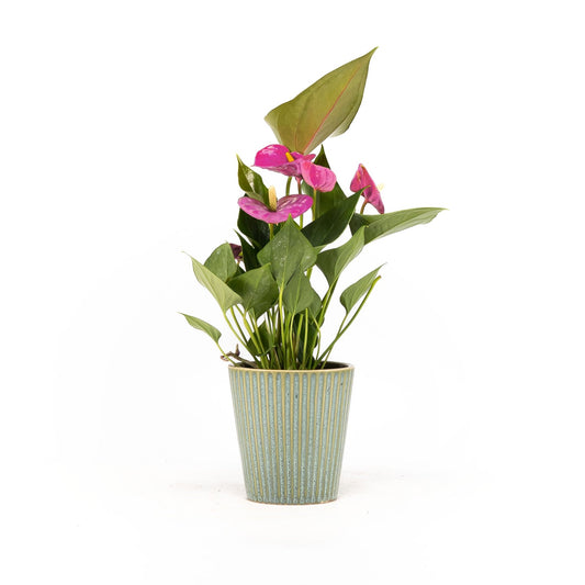 Anthurium 9cm Mix in Hampshire Ceramic - Flowering The Horti House