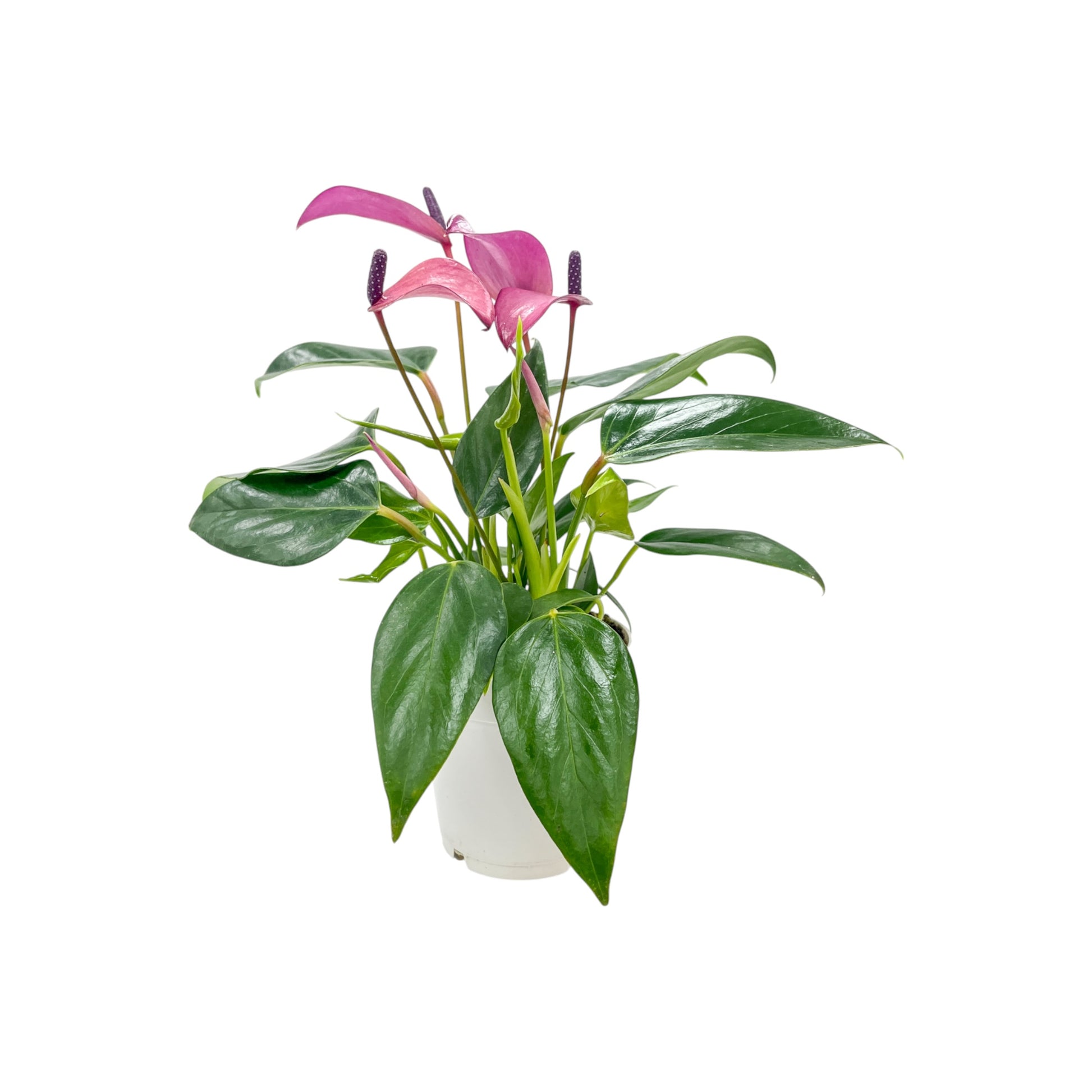 Anthurium 9cm 'Zizou' - Flowering The Horti House