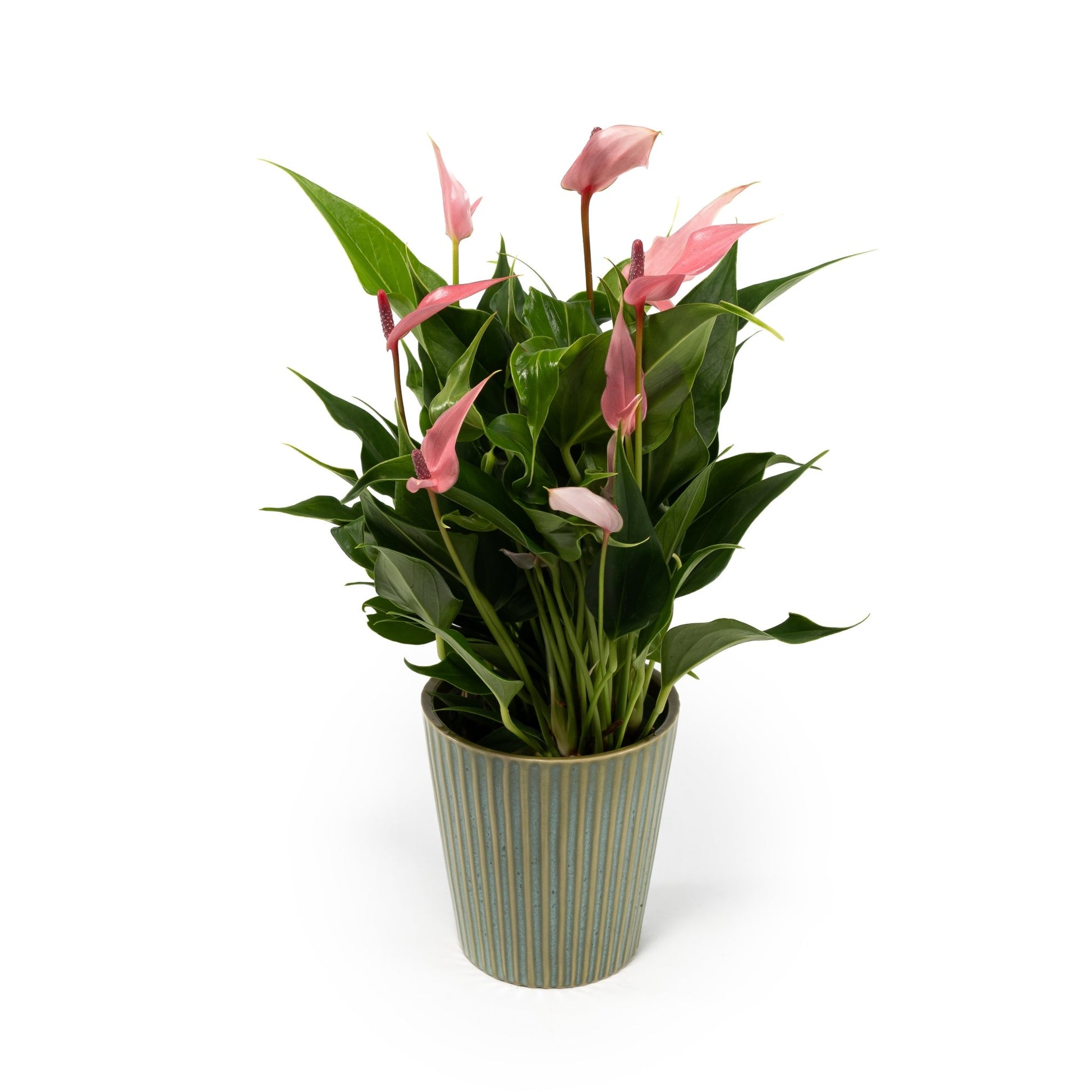 Anthurium 9cm Lilli in Hampshire Ceramic - Flowering The Horti House