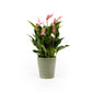Anthurium 9cm Lilli in Hampshire Ceramic - Flowering The Horti House