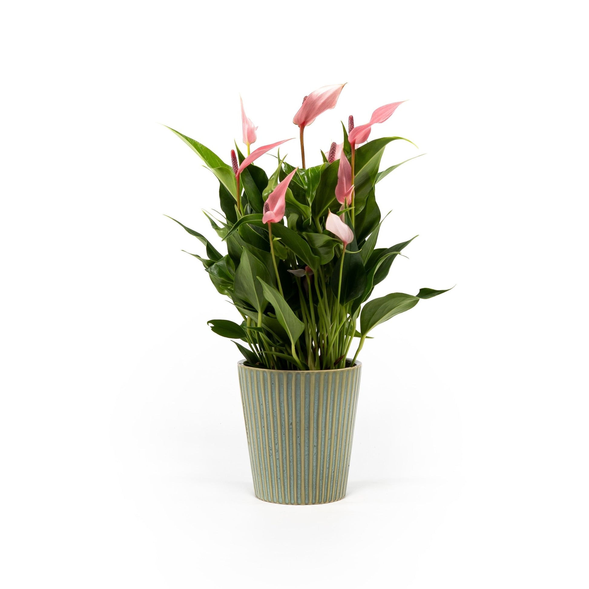 Anthurium 9cm Lilli in Hampshire Ceramic - Flowering The Horti House