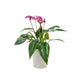Anthurium 9cm 'Zizou' - Flowering The Horti House
