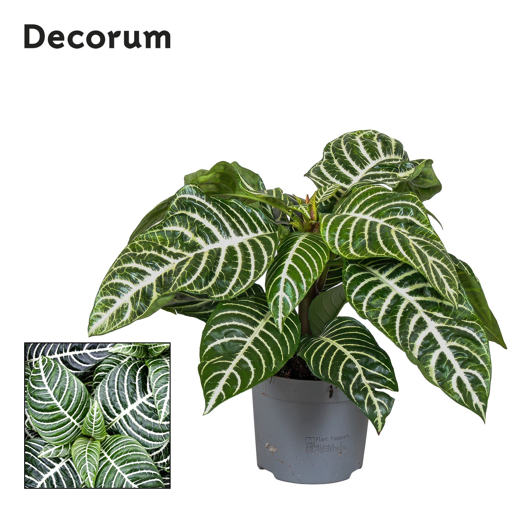 Aphelandra 13cm Green - Green Plant The Horti House
