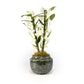 Dendrobium 12cm in Artisan No.3 Ceramic - Flowering The Horti House