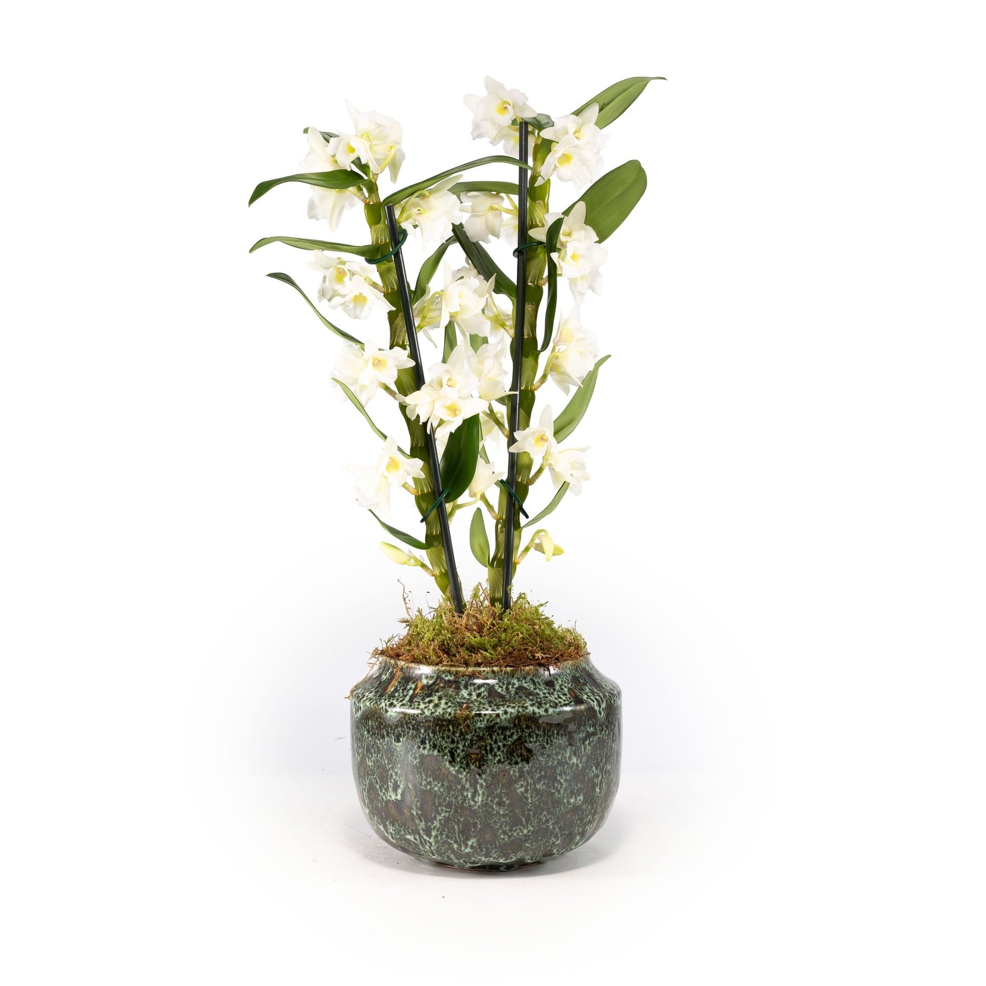 Dendrobium 12cm in Artisan No.3 Ceramic - Flowering The Horti House