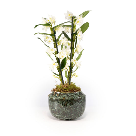 Dendrobium 12cm in Artisan No.3 Ceramic - Flowering The Horti House