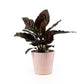 Calathea 12cm in Hampshire Ceramic - Green Plant The Horti House