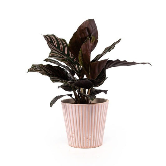 Calathea 12cm in Hampshire Ceramic - Green Plant The Horti House