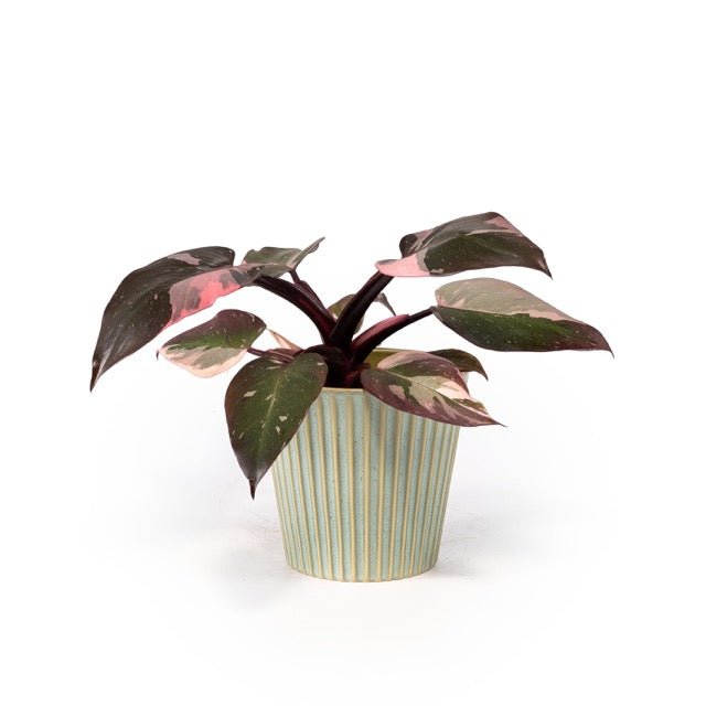 Philodendron 12cm Pink Princess in Hampshire Ceramic - Green Plant The Horti House