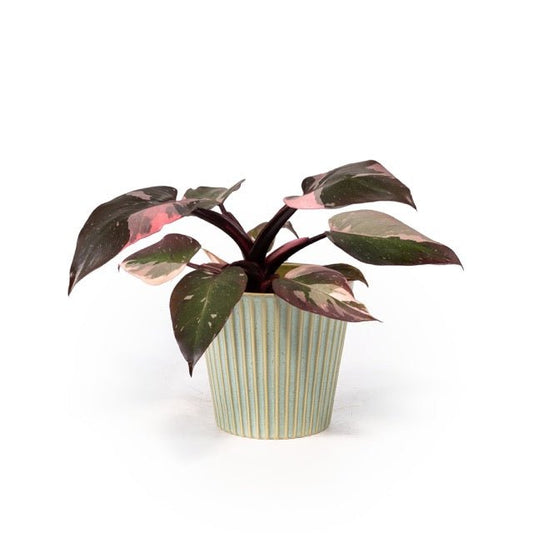 Philodendron 12cm Pink Princess in Hampshire Ceramic - Green Plant The Horti House