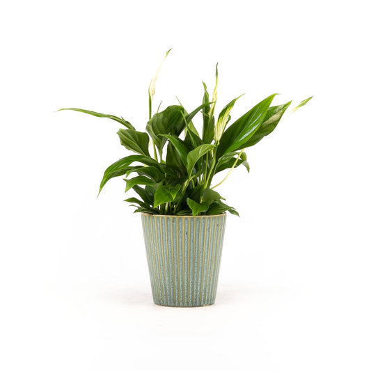 Spathiphyllum 9cm in Hampshire Ceramic - Flowering The Horti House