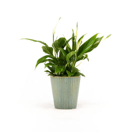Spathiphyllum 9cm in Hampshire Ceramic - Flowering The Horti House