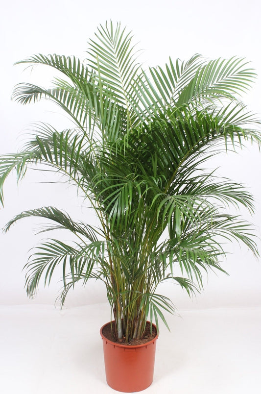 Areca 34cm Dypsis Lutescens - Green Plant The Horti House