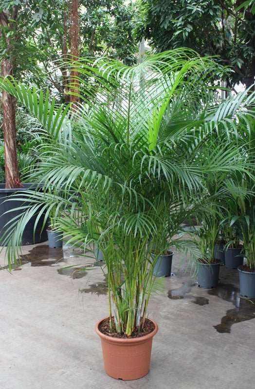 Areca 40cm Dypsis Lutescens - Green Plant The Horti House