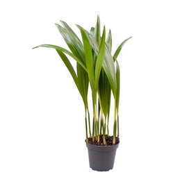 Areca 7cm Dypsis Lutescens - Green Plant The Horti House