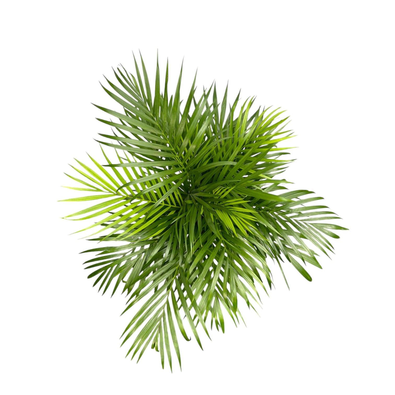 areca palm for sale uk Areca Palm 21cm Dypsis Lutescens – The Horti House
