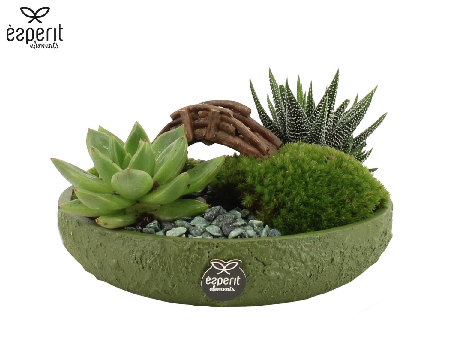Blue Diamond Planted Arrangements