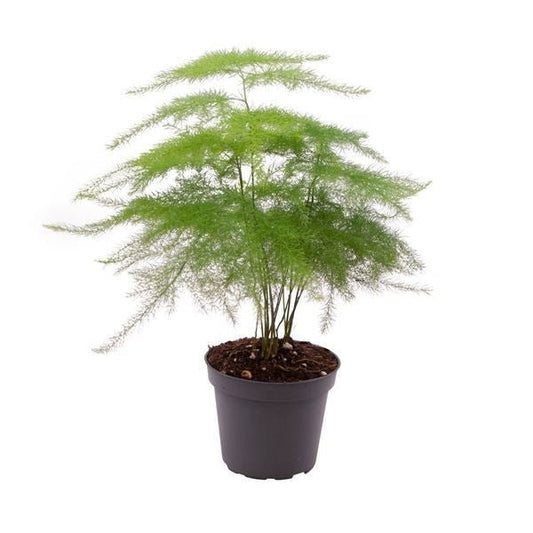Asparagus 6cm Plumosus - Green Plant The Horti House
